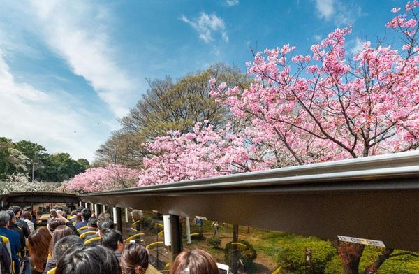 オープントップバスで行く『TOKYOお花見バス』 都内の桜の名所をハイライトで巡る車窓観光ショートトリップ!(15:30発)3